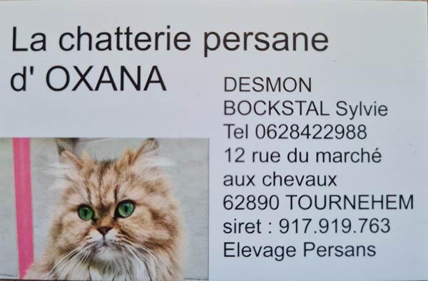 La chatteerie persane